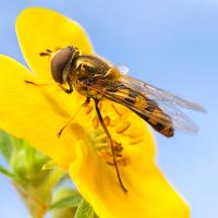 Hoverfly on Potentilla flower 